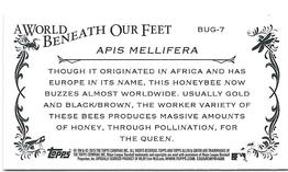 2015 Topps Allen & Ginter - Mini A World Beneath Our Feet #BUG-7 European Honeybee Back