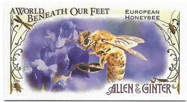2015 Topps Allen & Ginter - Mini A World Beneath Our Feet #BUG-7 European Honeybee Front