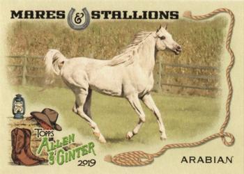 2019 Topps Allen & Ginter - Mares & Stallions #MS-1 Arabian Front
