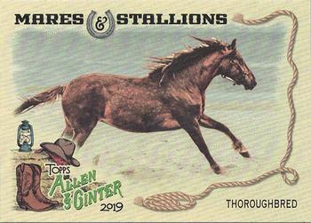 2019 Topps Allen & Ginter - Mares & Stallions #MS-3 Thoroughbred Front