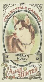 2019 Topps Allen & Ginter - Collectible Canines Minis #CC-5 Siberian Husky Front