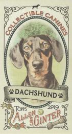 2019 Topps Allen & Ginter - Collectible Canines Minis #CC-9 Dachshund Front