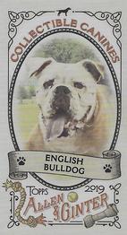 2019 Topps Allen & Ginter - Collectible Canines Minis #CC-11 English Bulldog Front