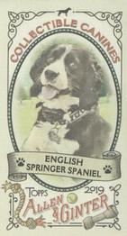2019 Topps Allen & Ginter - Collectible Canines Minis #CC-12 English Springer Spaniel Front