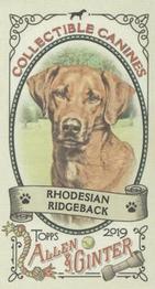 2019 Topps Allen & Ginter - Collectible Canines Minis #CC-13 Rhodesian Ridgeback Front
