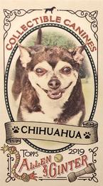 2019 Topps Allen & Ginter - Collectible Canines Minis #CC-16 Chihuahua Front