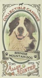 2019 Topps Allen & Ginter - Collectible Canines Minis #CC-18 Bernese Mountain Dog Front