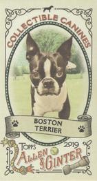 2019 Topps Allen & Ginter - Collectible Canines Minis #CC-24 Boston Terrier Front
