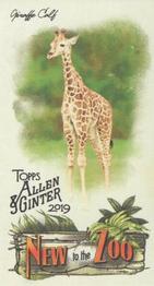 2019 Topps Allen & Ginter - New to the Zoo #NTTZ-3 Giraffe Calf Front