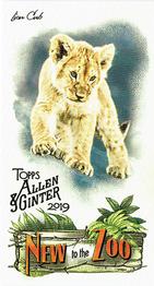 2019 Topps Allen & Ginter - New to the Zoo #NTTZ-5 Lion Cub Front