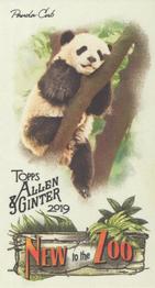 2019 Topps Allen & Ginter - New to the Zoo #NTTZ-6 Panda Cub Front