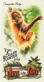 2019 Topps Allen & Ginter - New to the Zoo #NTTZ-9 Orangutan Baby Front