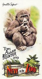 2019 Topps Allen & Ginter - New to the Zoo #NTTZ-12 Gorilla Infant Front