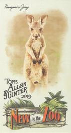 2019 Topps Allen & Ginter - New to the Zoo #NTTZ-13 Kangaroo Joey Front