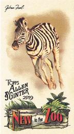 2019 Topps Allen & Ginter - New to the Zoo #NTTZ-15 Zebra Foal Front