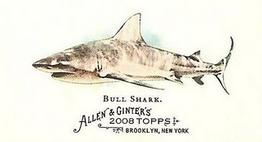 2008 Topps Allen & Ginter - Mini World's Deadliest Sharks #WDS-3 Bull Shark Front