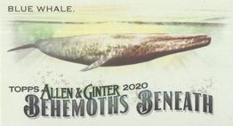 2020 Topps Allen & Ginter - Mini Behemoths Beneath #MGB-2 Blue Whale Front