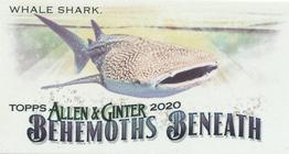 2020 Topps Allen & Ginter - Mini Behemoths Beneath #MGB-4 Whale Shark Front
