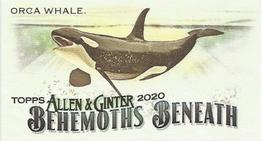 2020 Topps Allen & Ginter - Mini Behemoths Beneath #MGB-8 Orca Whale Front