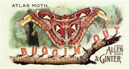 2020 Topps Allen & Ginter - Mini Buggin Out #MBO-7 Atlas Moth Front