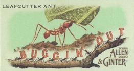 2020 Topps Allen & Ginter - Mini Buggin Out #MBO-12 Leafcutter Ant Front