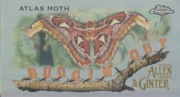 2020 Topps Allen & Ginter Chrome - Buggin' Out! Mini #MBOC-7 Atlas Moth Front