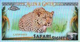 2020 Topps Allen & Ginter Chrome - Safari Sights Mini #SSC-12 Leopard Front