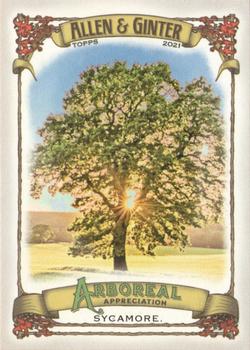 2021 Topps Allen & Ginter - Arboreal Appreciation #AA-2 Sycamore Front