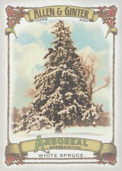 2021 Topps Allen & Ginter - Arboreal Appreciation #AA-4 White Spruce Front