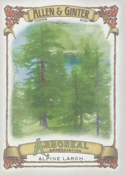 2021 Topps Allen & Ginter - Arboreal Appreciation #AA-7 Alpine Larch Front