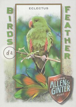 2021 Topps Allen & Ginter - Birds of a Feather #BOF-1 Eclectus Front