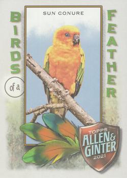 2021 Topps Allen & Ginter - Birds of a Feather #BOF-2 Sun Conure Front