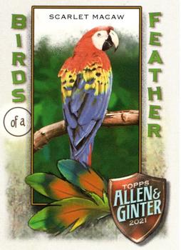 2021 Topps Allen & Ginter - Birds of a Feather #BOF-3 Scarlet Macaw Front