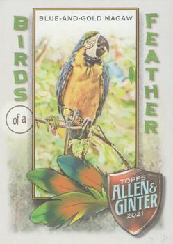 2021 Topps Allen & Ginter - Birds of a Feather #BOF-4 Blue-and-Gold Macaw Front