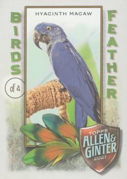 2021 Topps Allen & Ginter - Birds of a Feather #BOF-6 Hyacinth Macaw Front