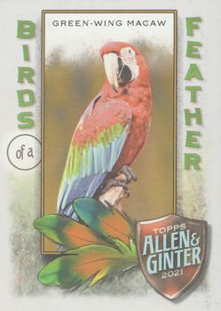 2021 Topps Allen & Ginter - Birds of a Feather #BOF-8 Green-Wing Macaw Front