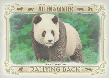2021 Topps Allen & Ginter - Rallying Back #RB-2 Giant Panda Front