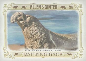 2021 Topps Allen & Ginter - Rallying Back #RB-5 Northern Elephant Seal Front