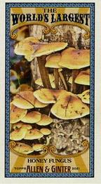 2021 Topps Allen & Ginter - World’s Largest Minis #MWL-19 Honey Fungus Front
