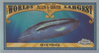 2021 Topps Allen & Ginter Chrome - Mini World’s Largest #MWL-3 Blue Whale Front