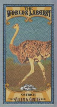 2021 Topps Allen & Ginter Chrome - Mini World’s Largest #MWL-21 Ostrich Front