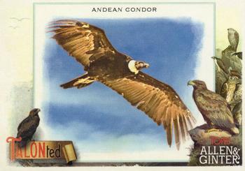2023 Topps Allen & Ginter - Talonted #TT-2 Andean Condor Front