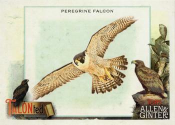 2023 Topps Allen & Ginter - Talonted #TT-3 Peregrine Falcon Front
