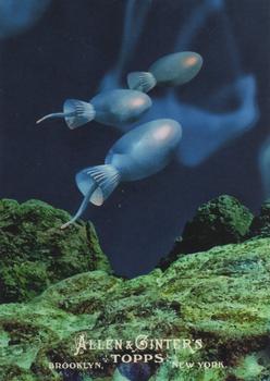 2011 Topps Allen & Ginter - Ascent of Man #AOM3 Choanoflagellates Front