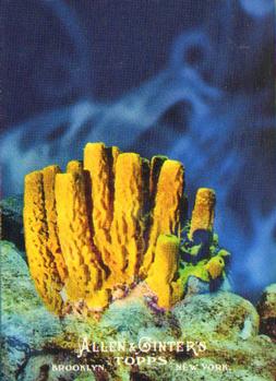 2011 Topps Allen & Ginter - Ascent of Man #AOM4 Porifera (Sponges) Front