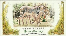 2011 Topps Allen & Ginter - Mini Animals in Peril #AP18 Grevy's Zebra Front