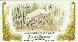 2011 Topps Allen & Ginter - Mini Animals in Peril #AP21 Whooping Crane Front