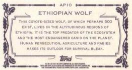 2011 Topps Allen & Ginter - Mini Animals in Peril #AP10 Ethiopian Wolf Back