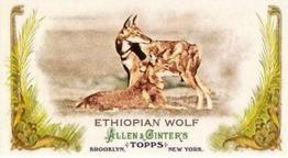 2011 Topps Allen & Ginter - Mini Animals in Peril #AP10 Ethiopian Wolf Front