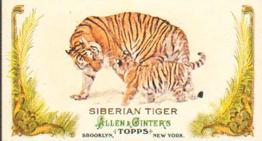 2011 Topps Allen & Ginter - Mini Animals in Peril #AP1 Siberian Tiger Front